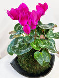 Pink Cyclamen Kokedama