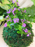 Purple Mexican Heather (Cuphea) Kokedama