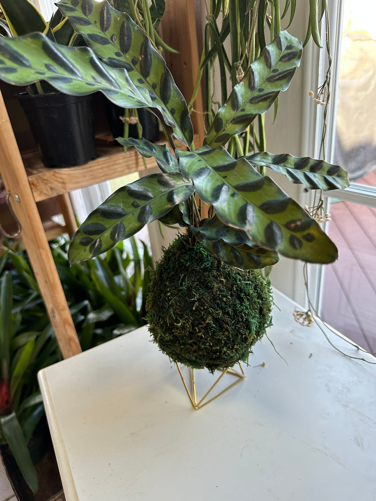 Rattlesnake Calathea Kokedama Japanese Moss Ball