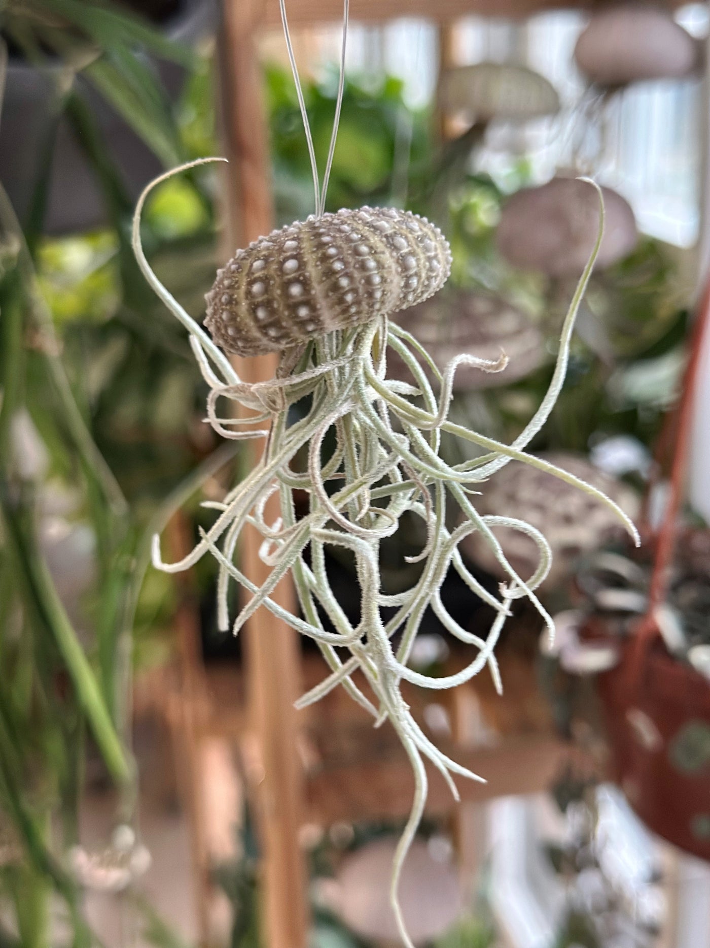 spanish moss indoor plant Baby Bobby” Spanish Moss Jellyfish – Plants & What Knot
