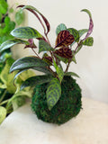 Black Pagoda Kokedama