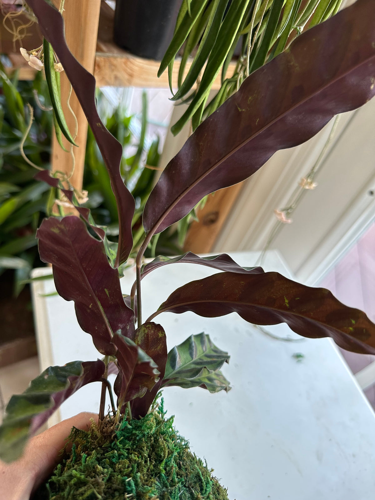 Rattlesnake Calathea Kokedama Japanese Moss Ball