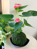Pink Anthurium Kokedama