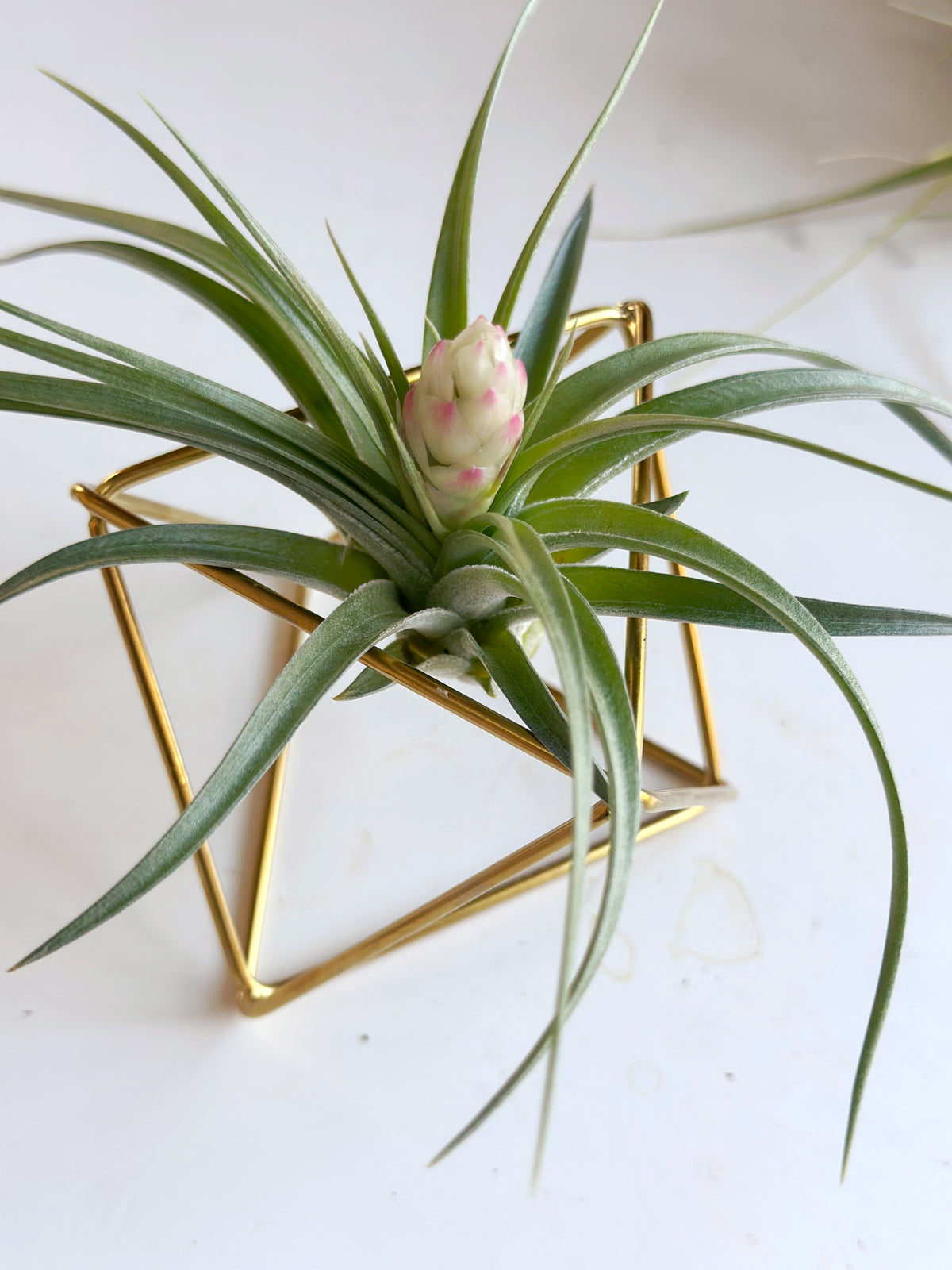 Large Blooming Air Plant