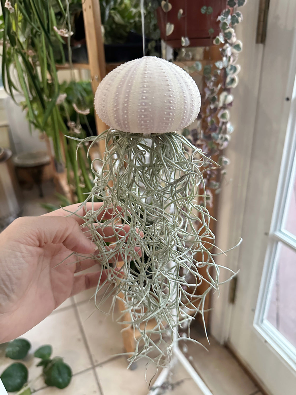 “Ophelia” Spanish Moss Jelly Fish