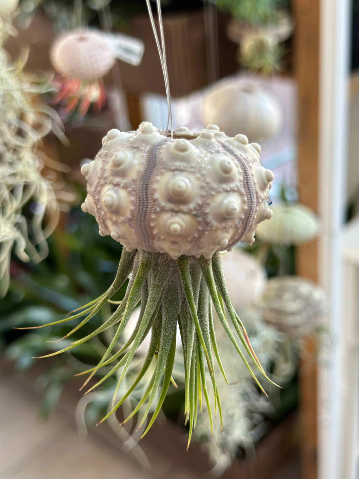 “Queenie” Airplant Jellyfish