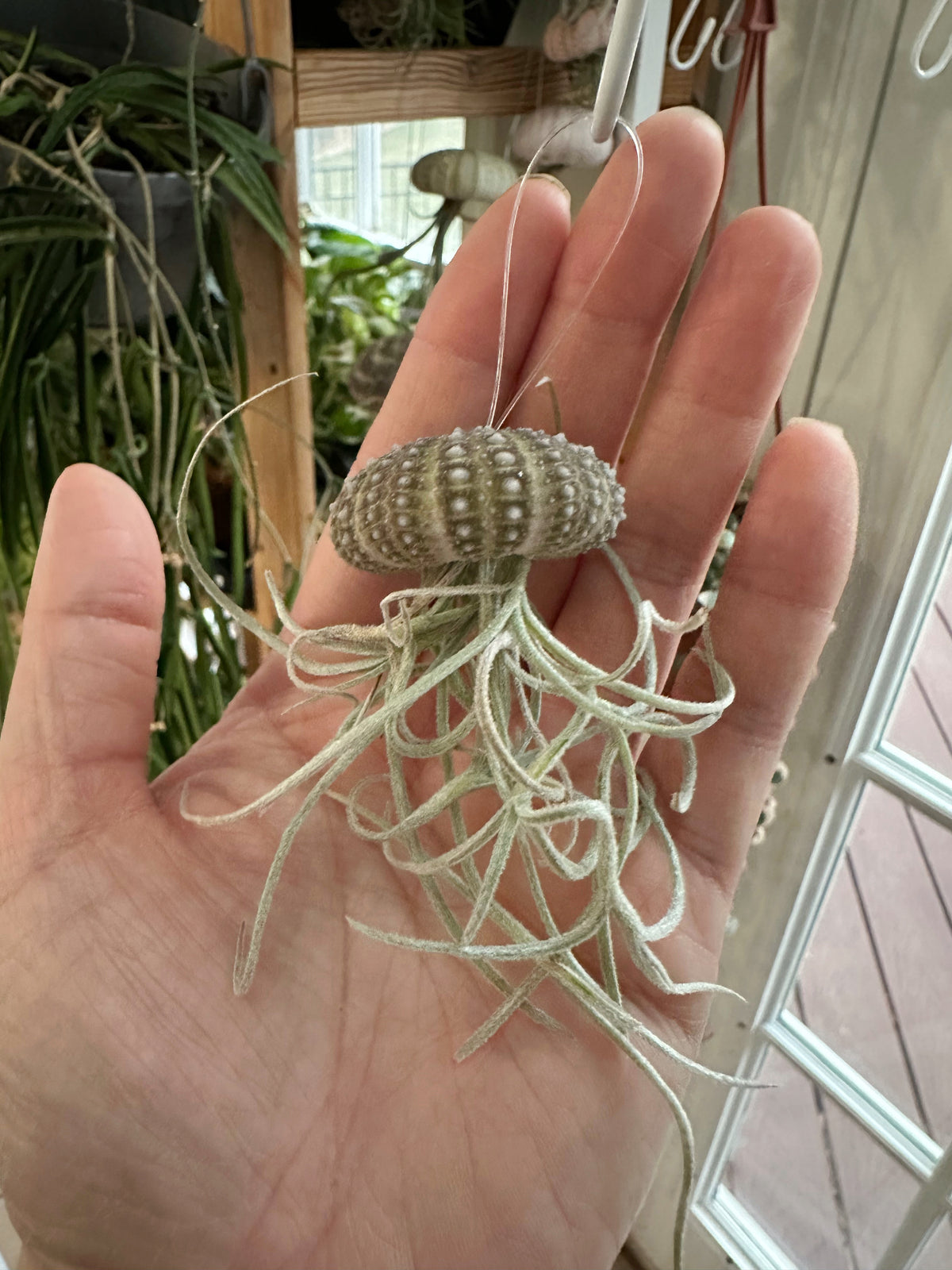 “Baby Bobby” Spanish Moss Jellyfish