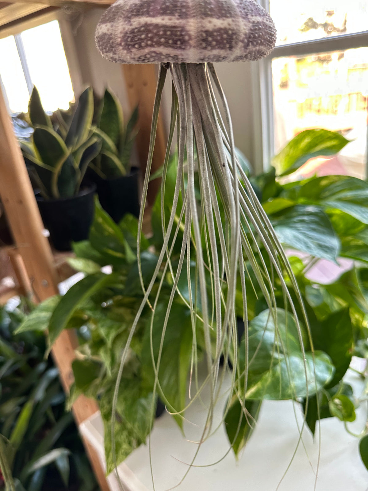 Georgia Air Plant Jellyfish