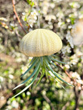 “Henry” Airplant Jellyfish