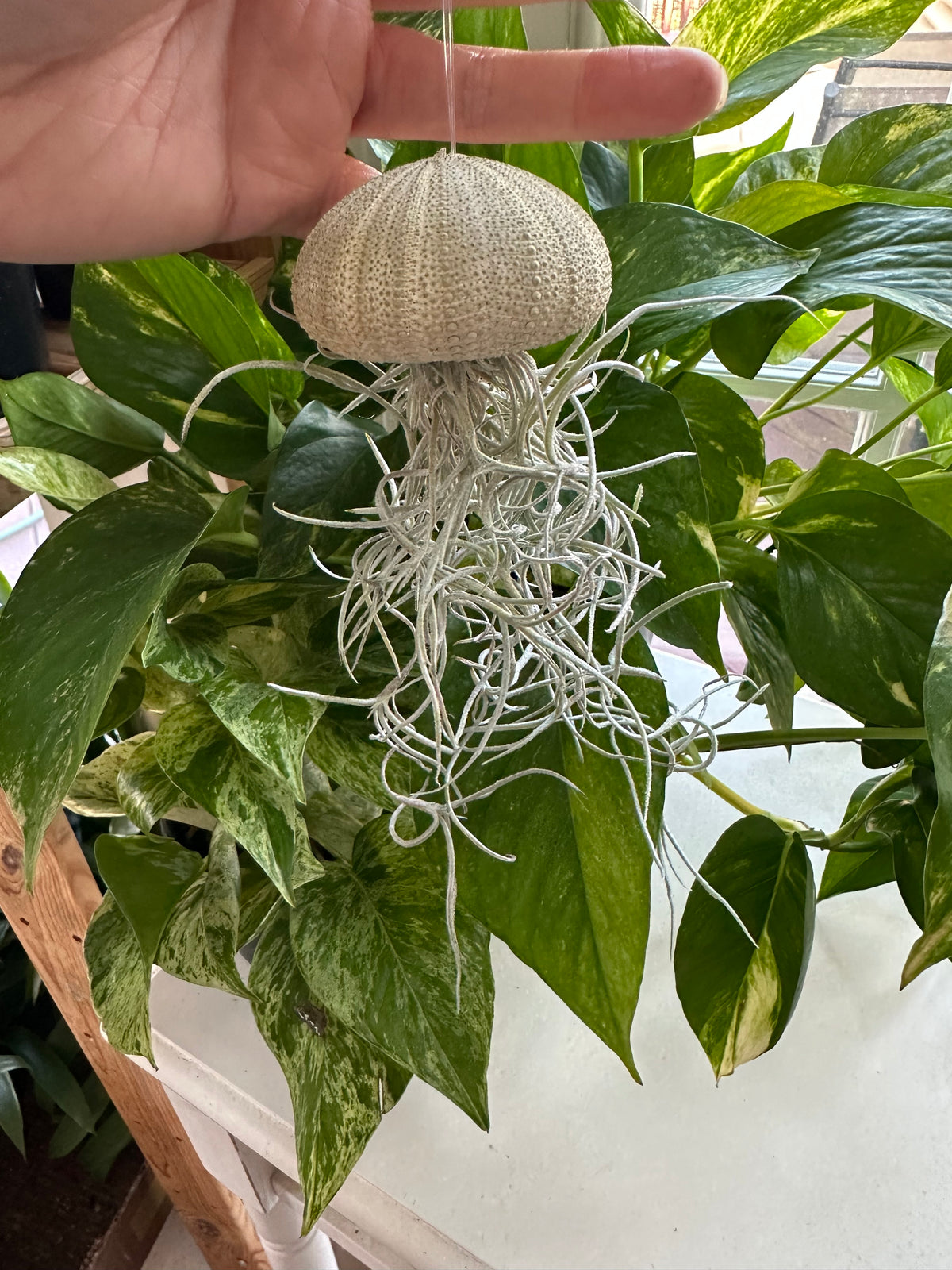 “Cedric” Spanish Moss Jelly Fish