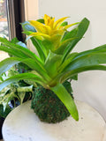 Bromeliad Kokedama