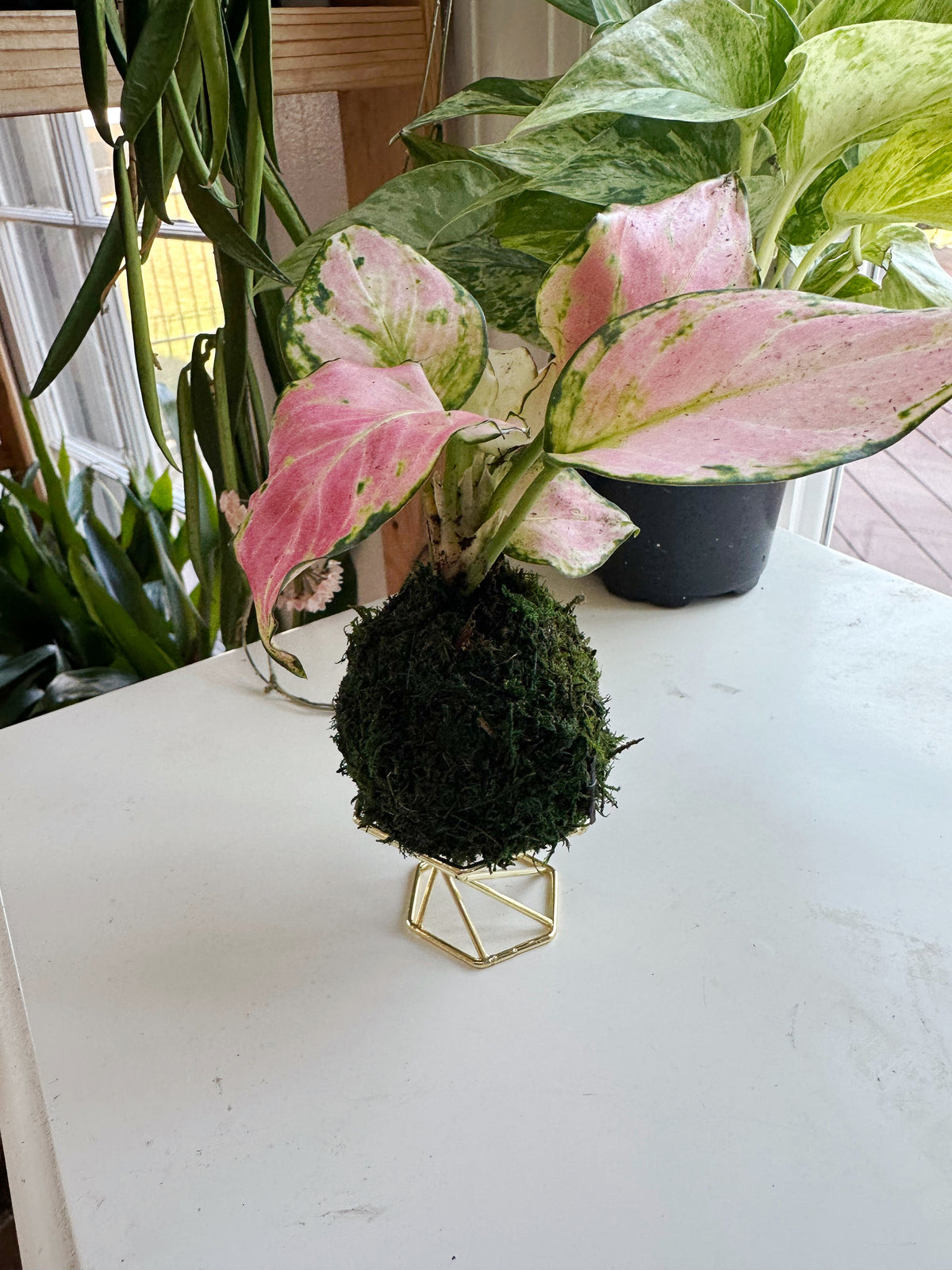 Pink Aglaonema Mini Kokedama Japanese Moss Ball