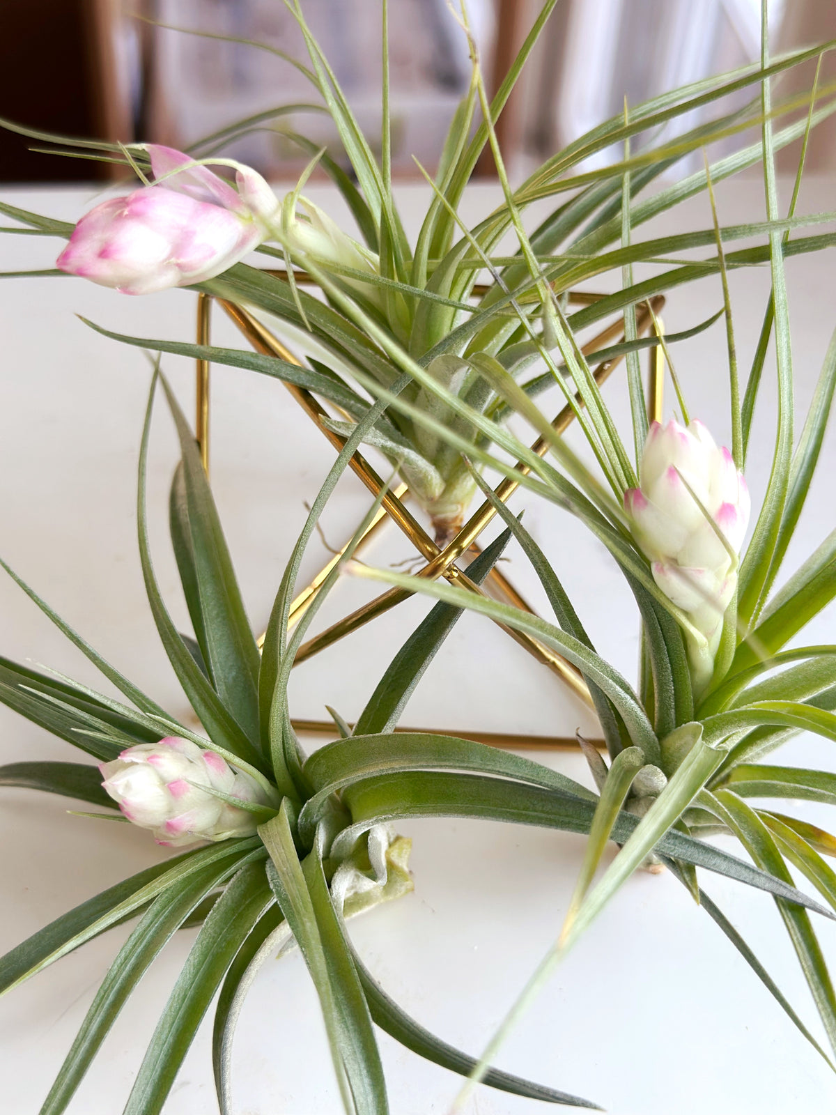 Large Blooming Air Plant