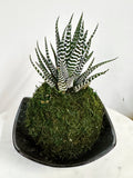 Zebra Cactus Kokedama