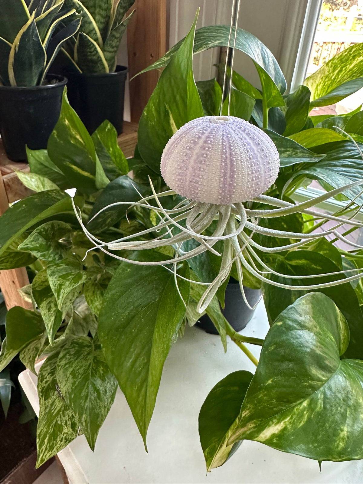 "Chloe" Air Plant Jellyfish