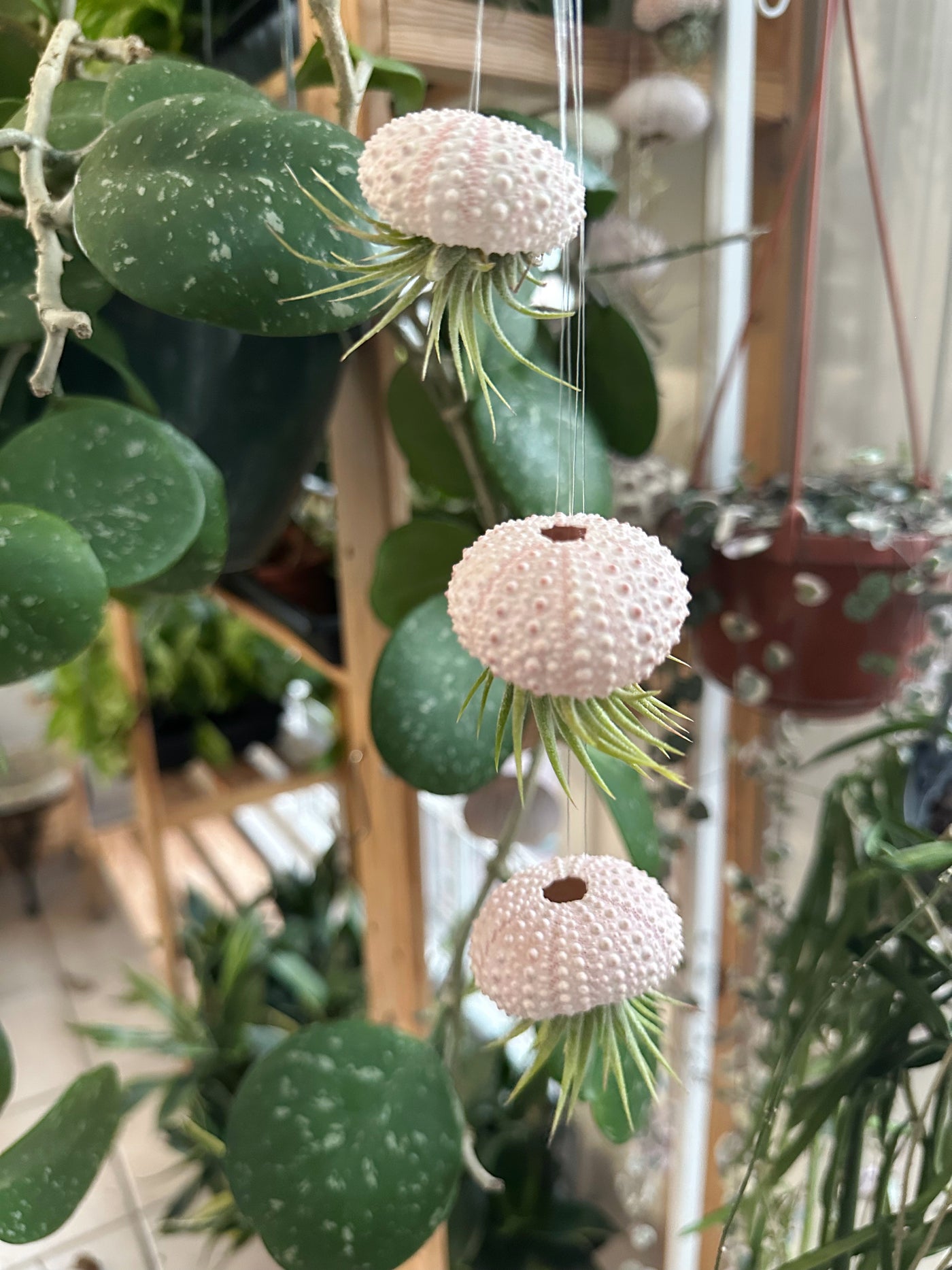 types of hanging air plants 3-pack Daisy Posse Air Plant Jellyfish Family – Plants & What Knot