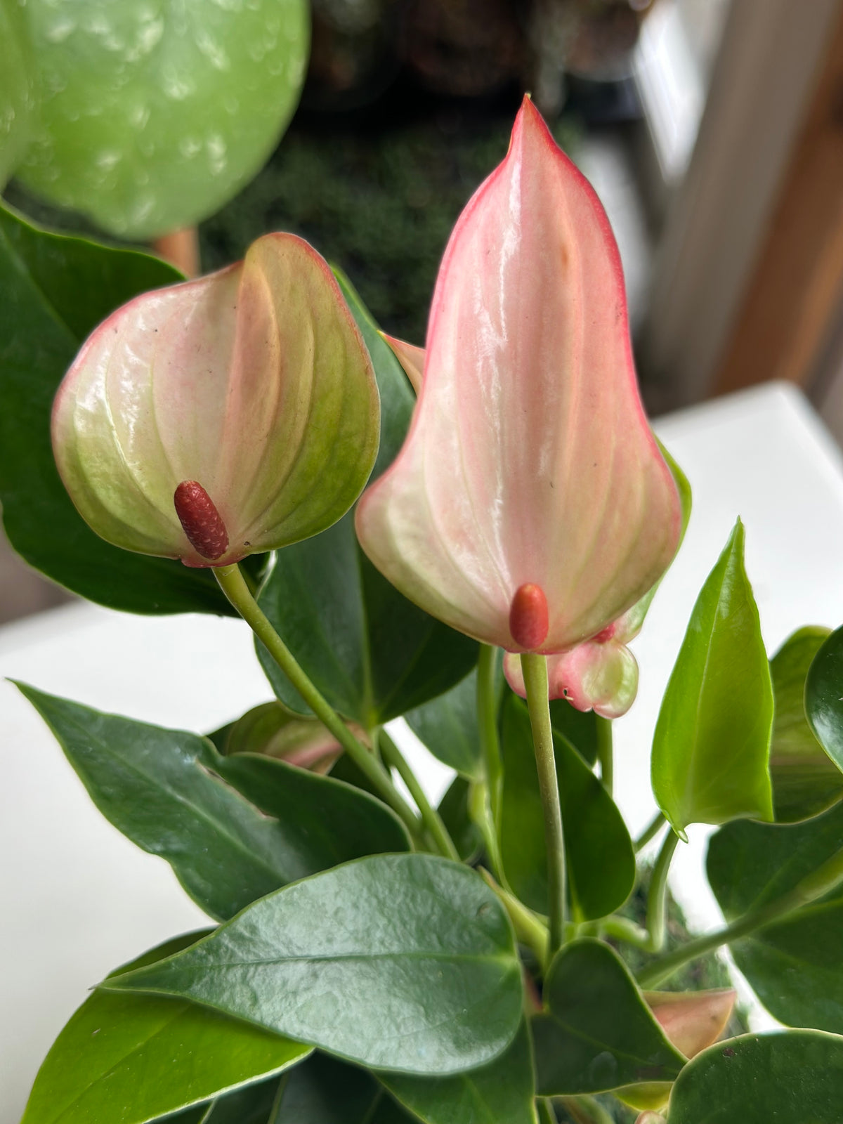 Light Pink Joli "Flamingo Flower" Anthurium Kokedama