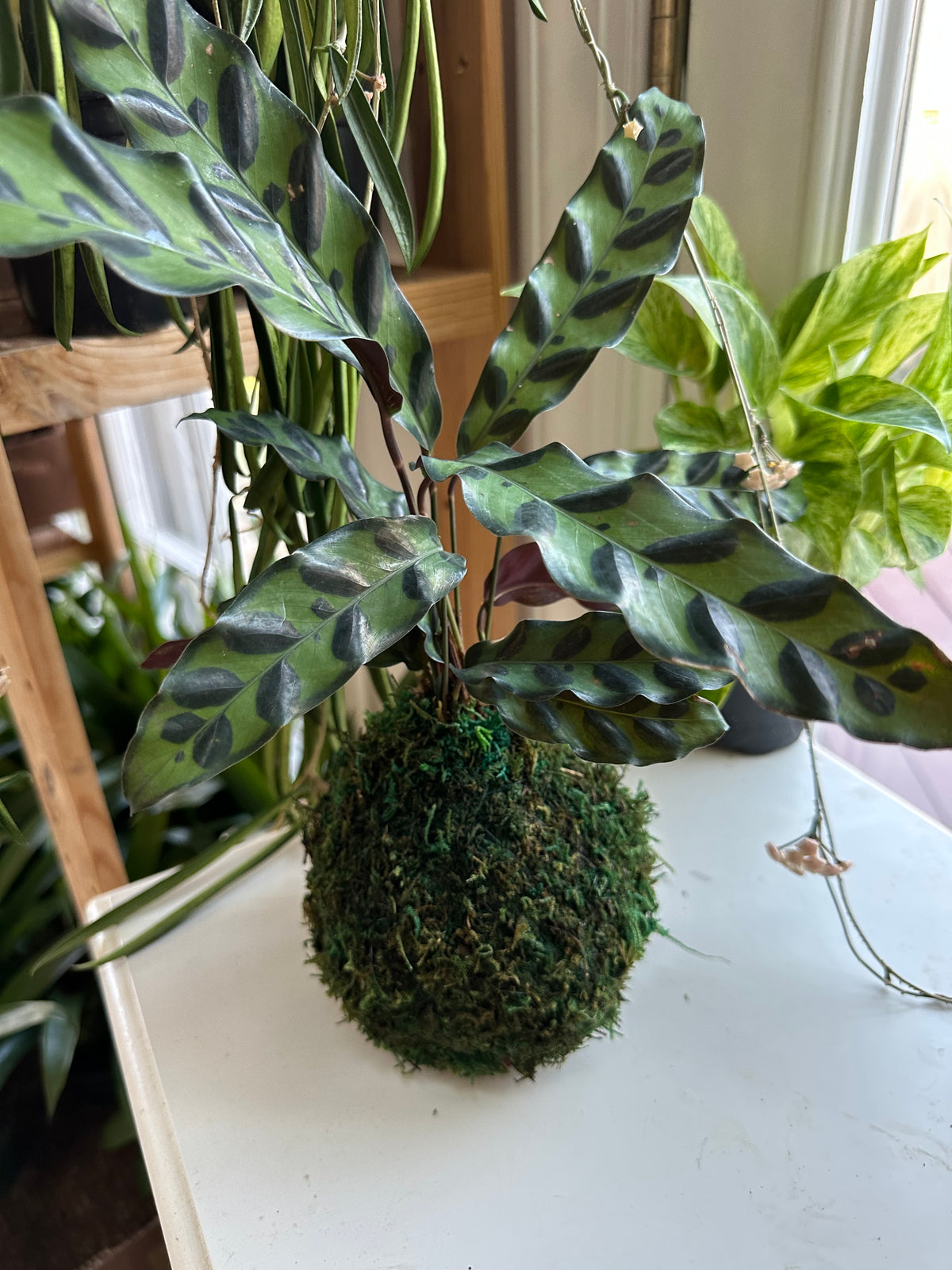 Rattlesnake Calathea Kokedama Japanese Moss Ball