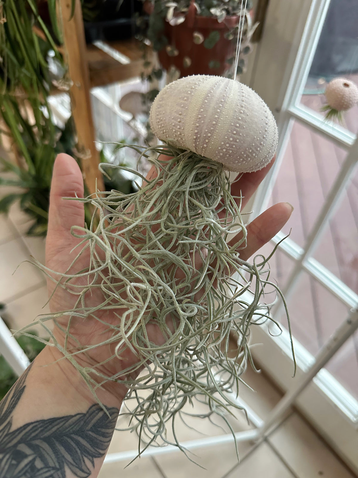 “Ophelia” Spanish Moss Jelly Fish