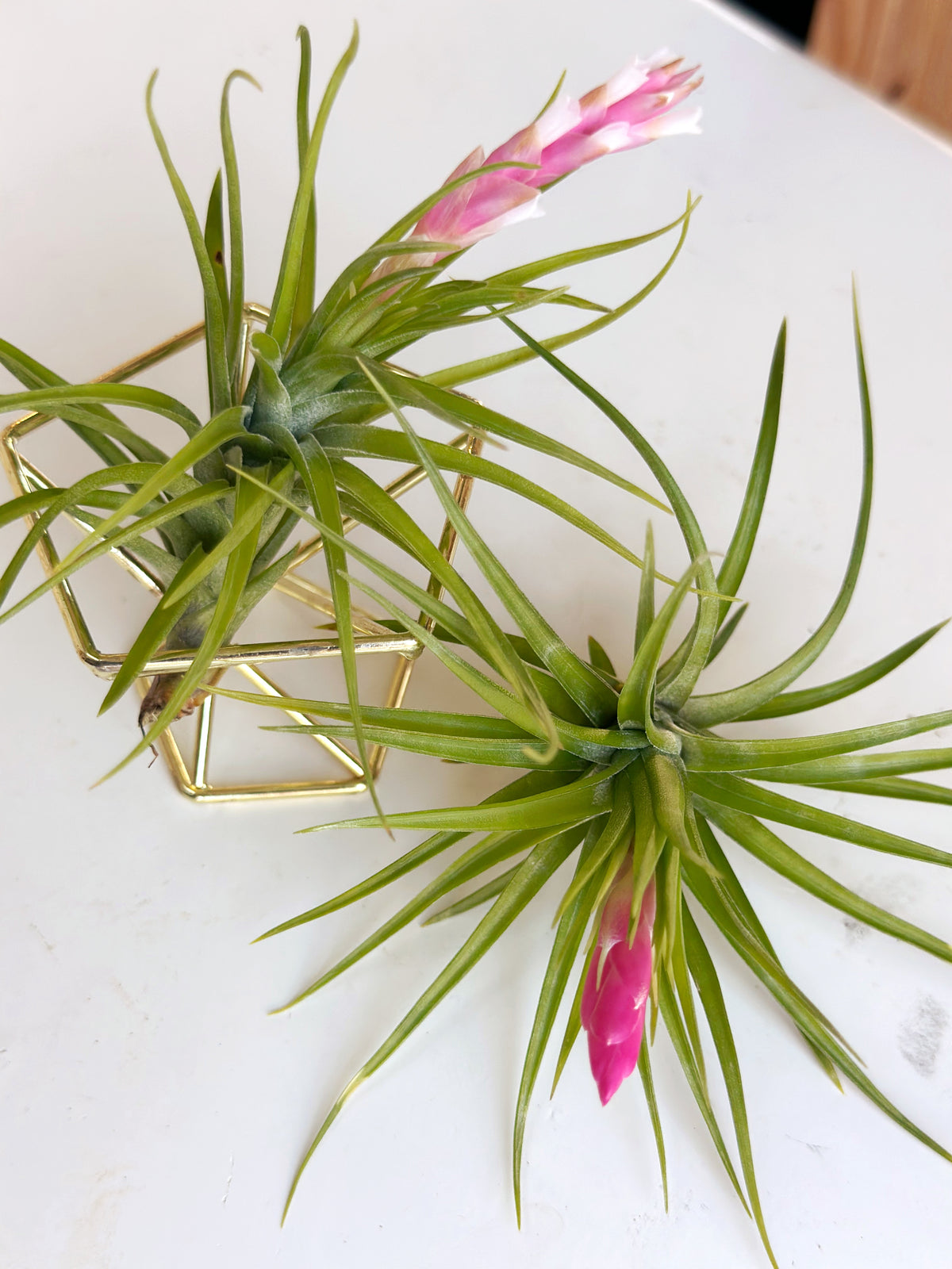 Small Blooming Airplant