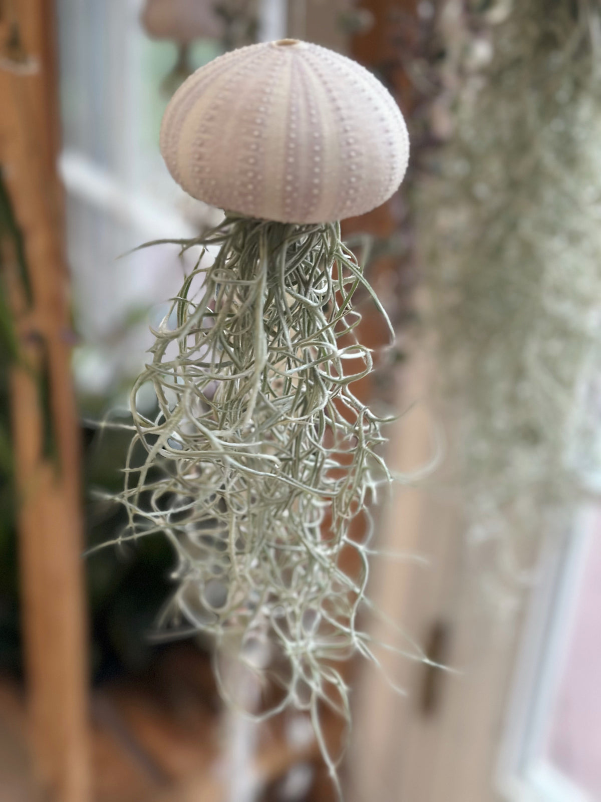 “Ophelia” Spanish Moss Jelly Fish