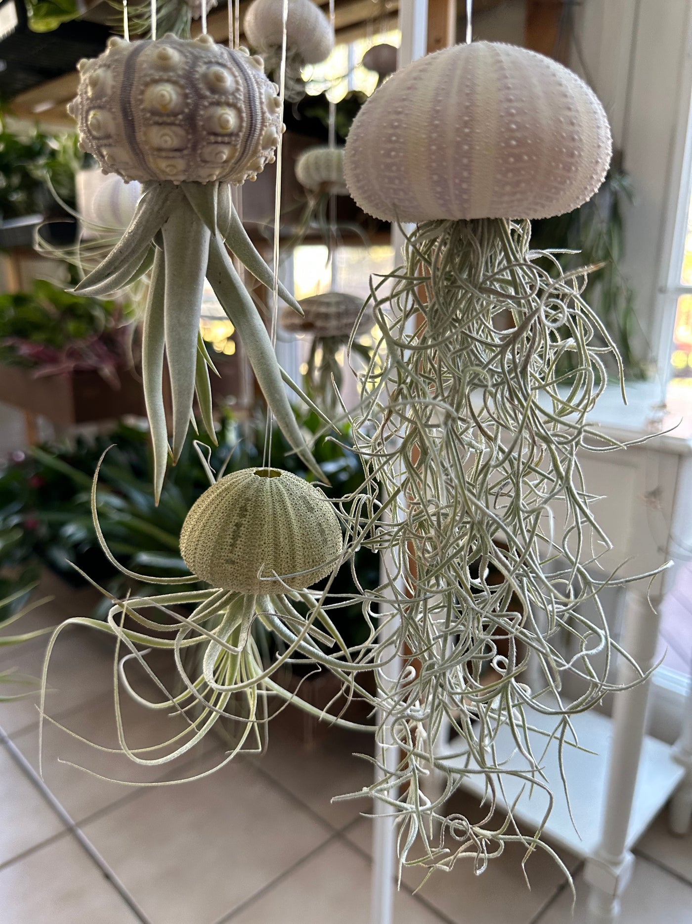 jellyfish hanging plants 3 pack “Beaumont” Air plant Jellyfish Family – Plants & What Knot