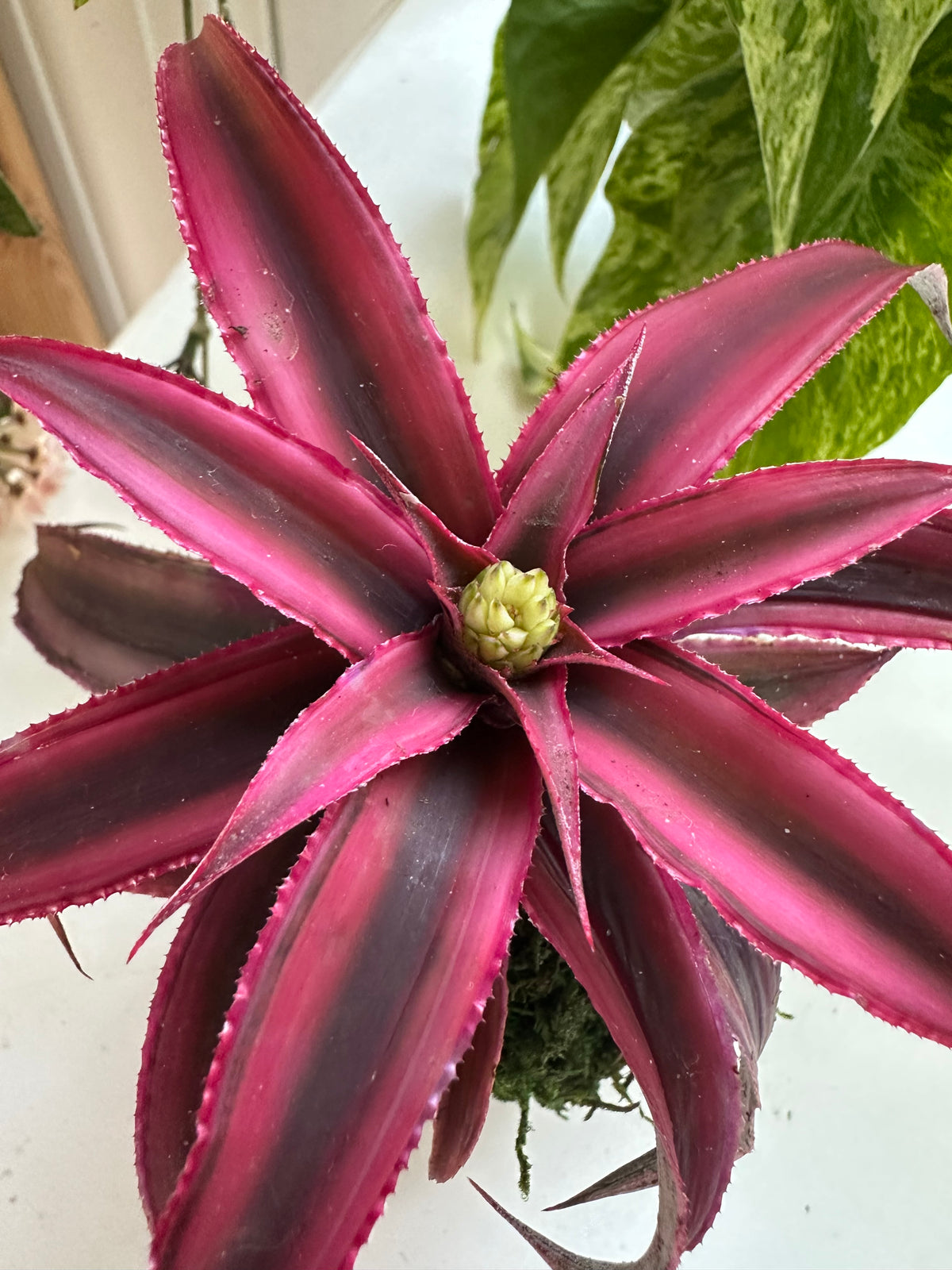 Magenta Earth Star Mini Kokedama Japanese Moss Ball