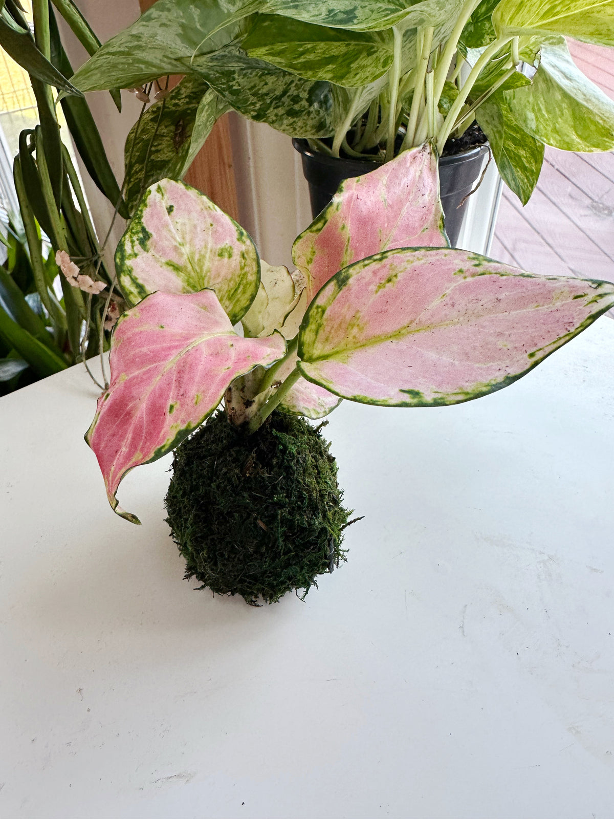 Pink Aglaonema Mini Kokedama Japanese Moss Ball