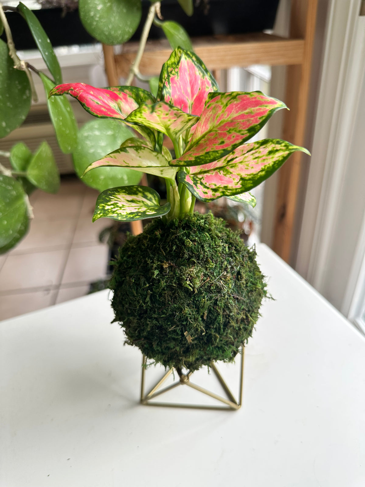 Red Valentine Aglaonema Kokedama