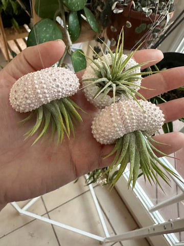 air plant family 3-pack Daisy Posse Air Plant Jellyfish Family – Plants & What Knot