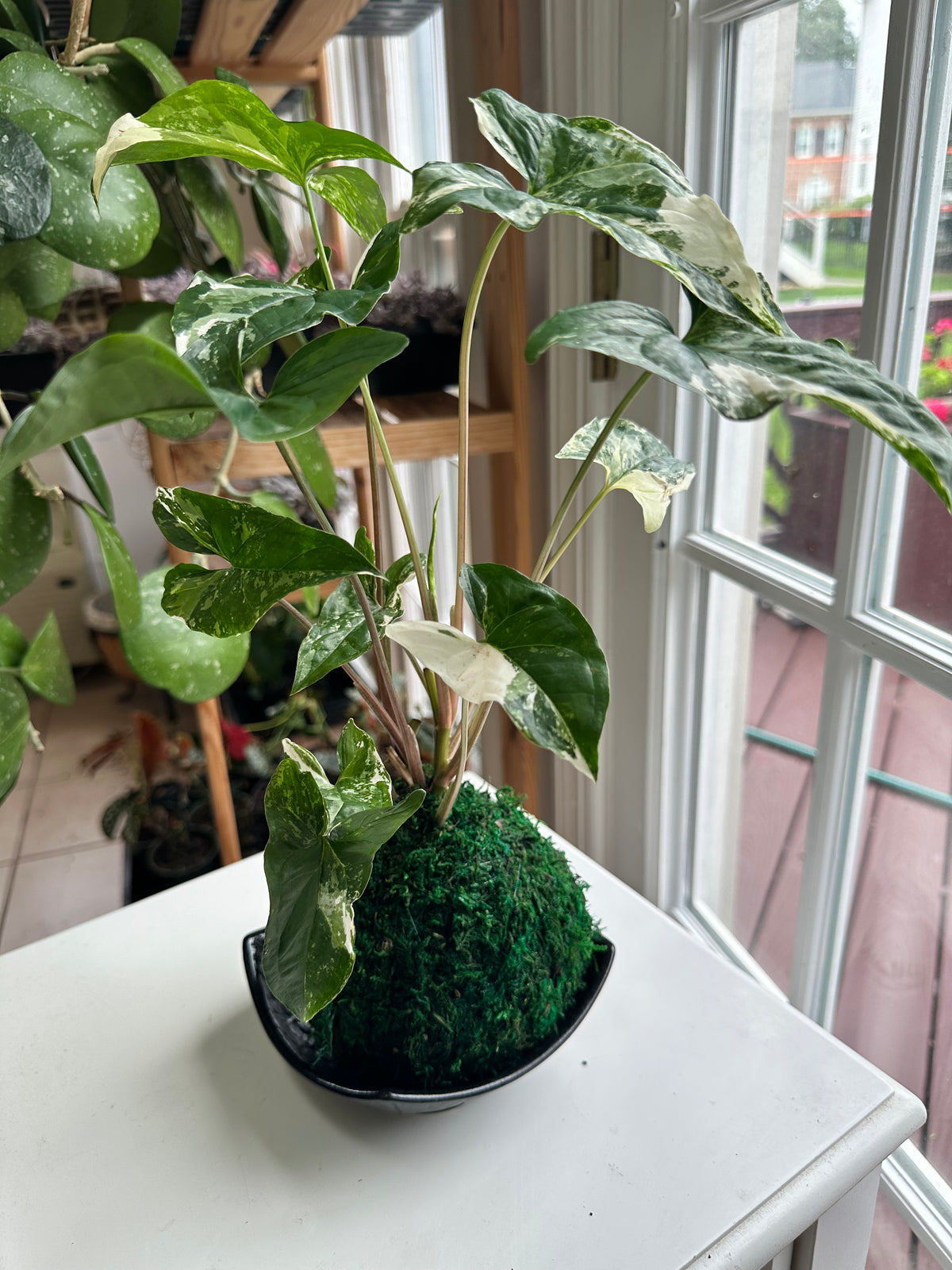 Albo Syngonium Kokedama