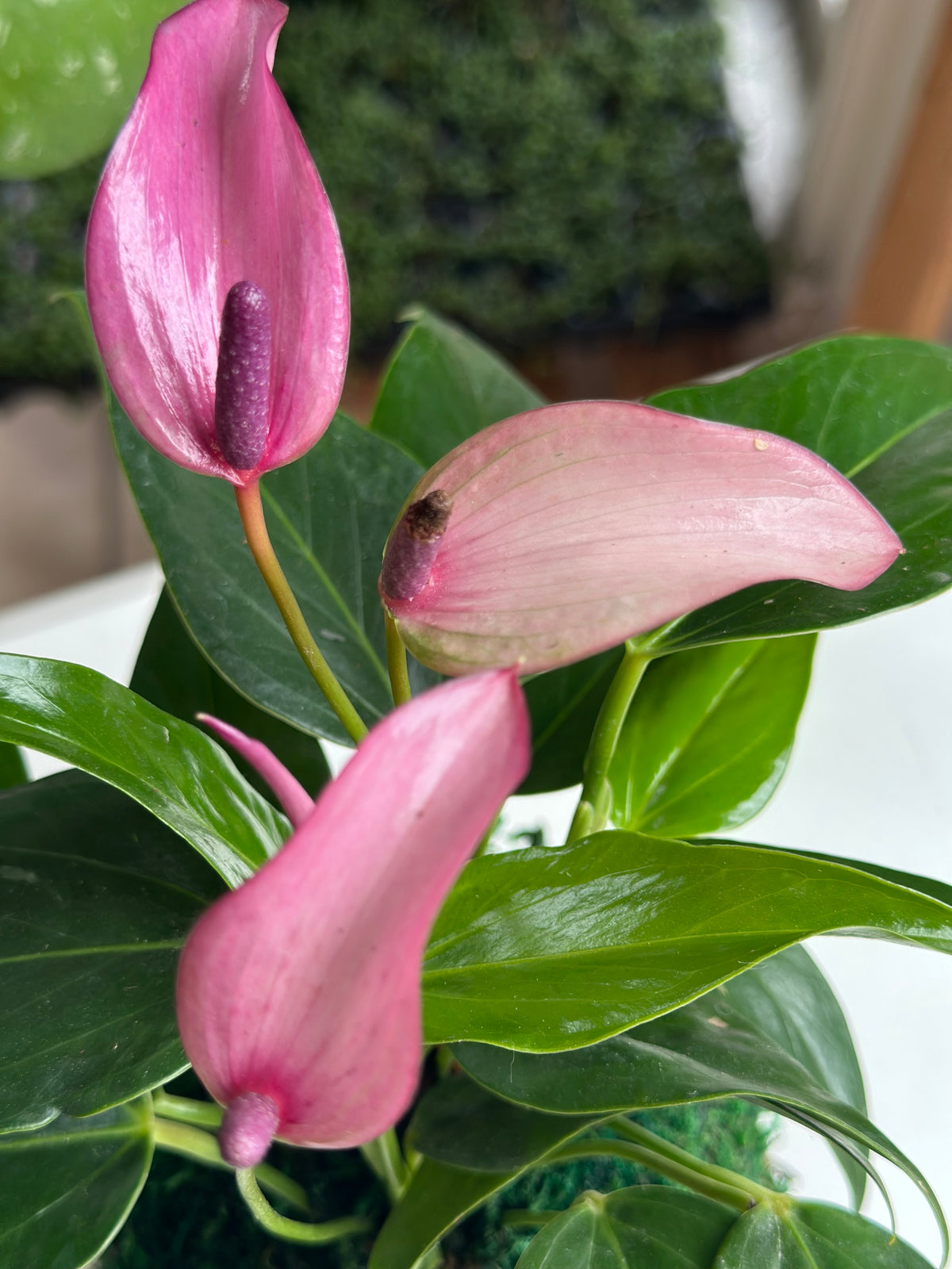 Lilac "Flamingo Flower" Anthurium Kokedama Japanese Moss Ball