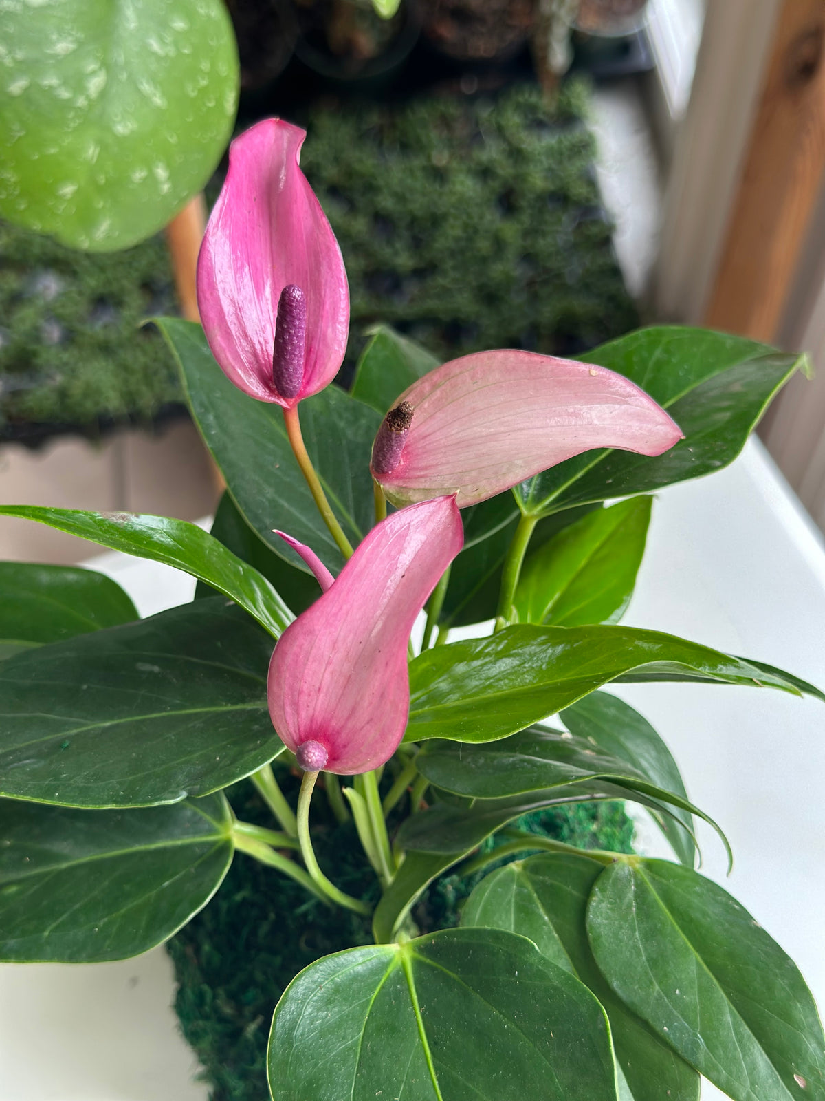 Lilac "Flamingo Flower" Anthurium Kokedama Japanese Moss Ball
