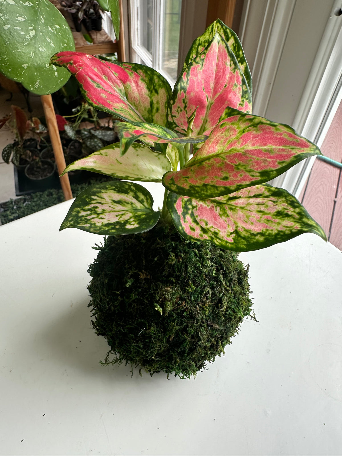 Red Valentine Aglaonema Kokedama
