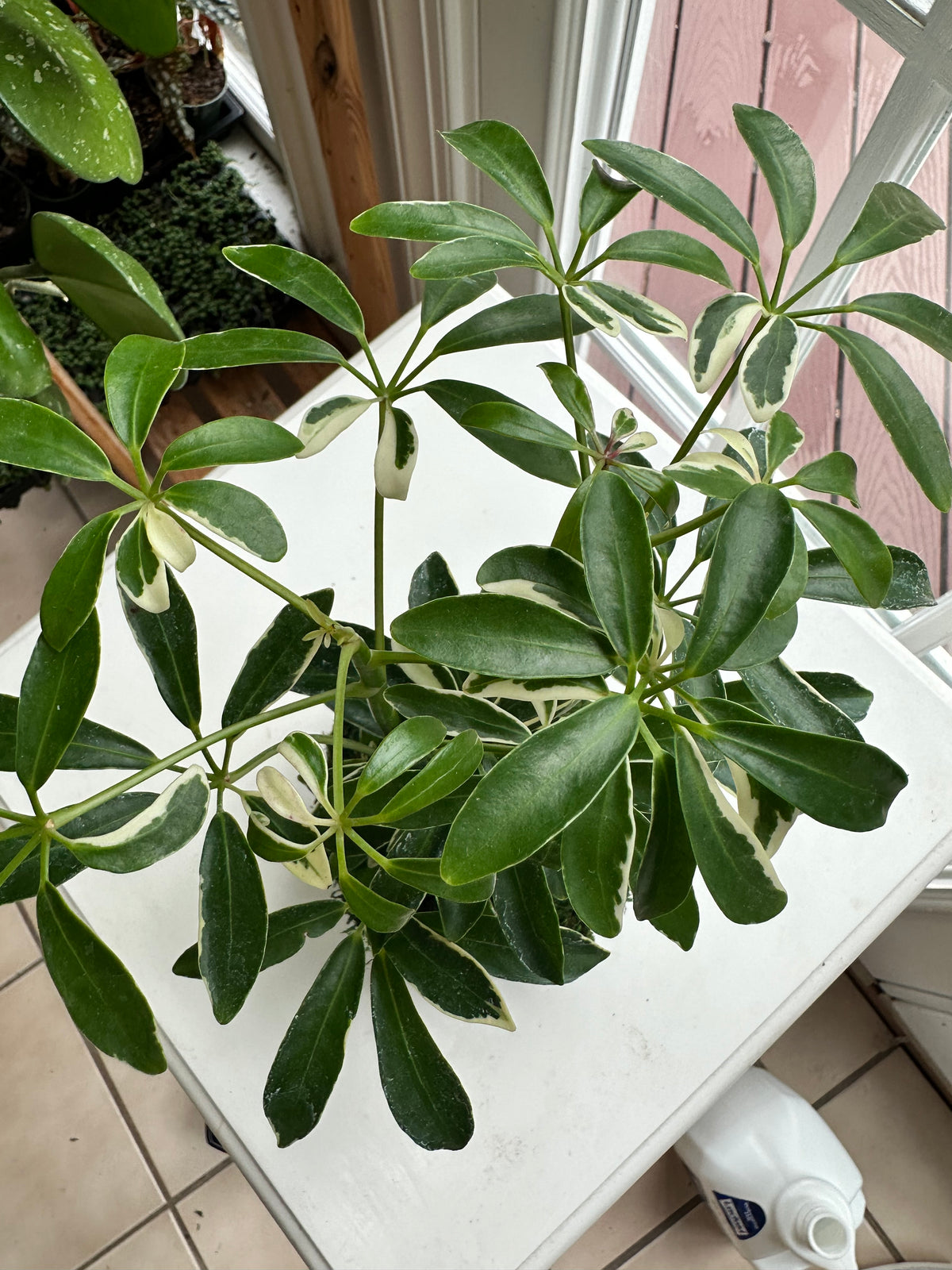 Variegated Schflerra Kokedama