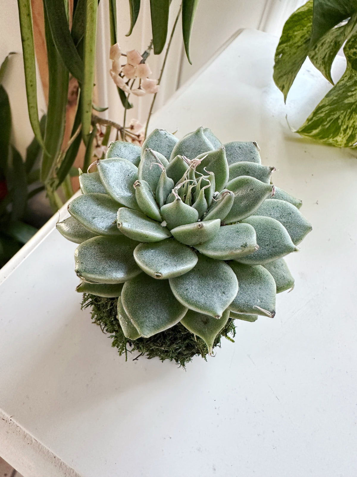 Mini Echeveria Kokedama Japanese Moss Ball