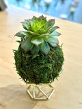 “Gold Nugget” Hens and Chicks Kokedama