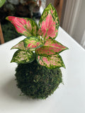 Red Valentine Aglaonema Kokedama