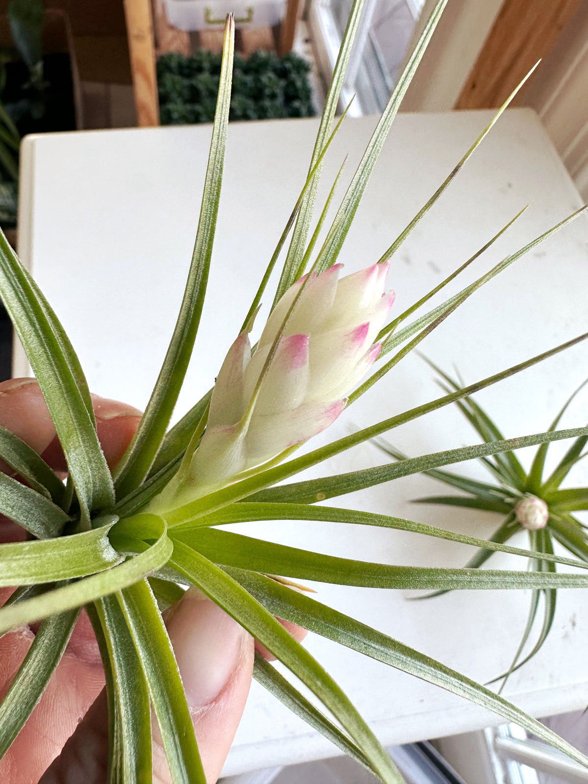 Large Blooming Air Plant