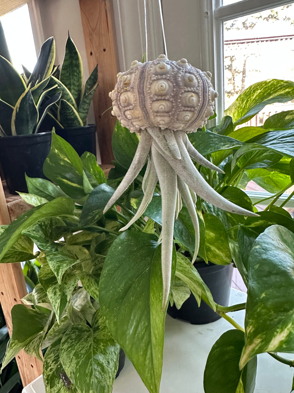 Eliza Air Plant Jellyfish