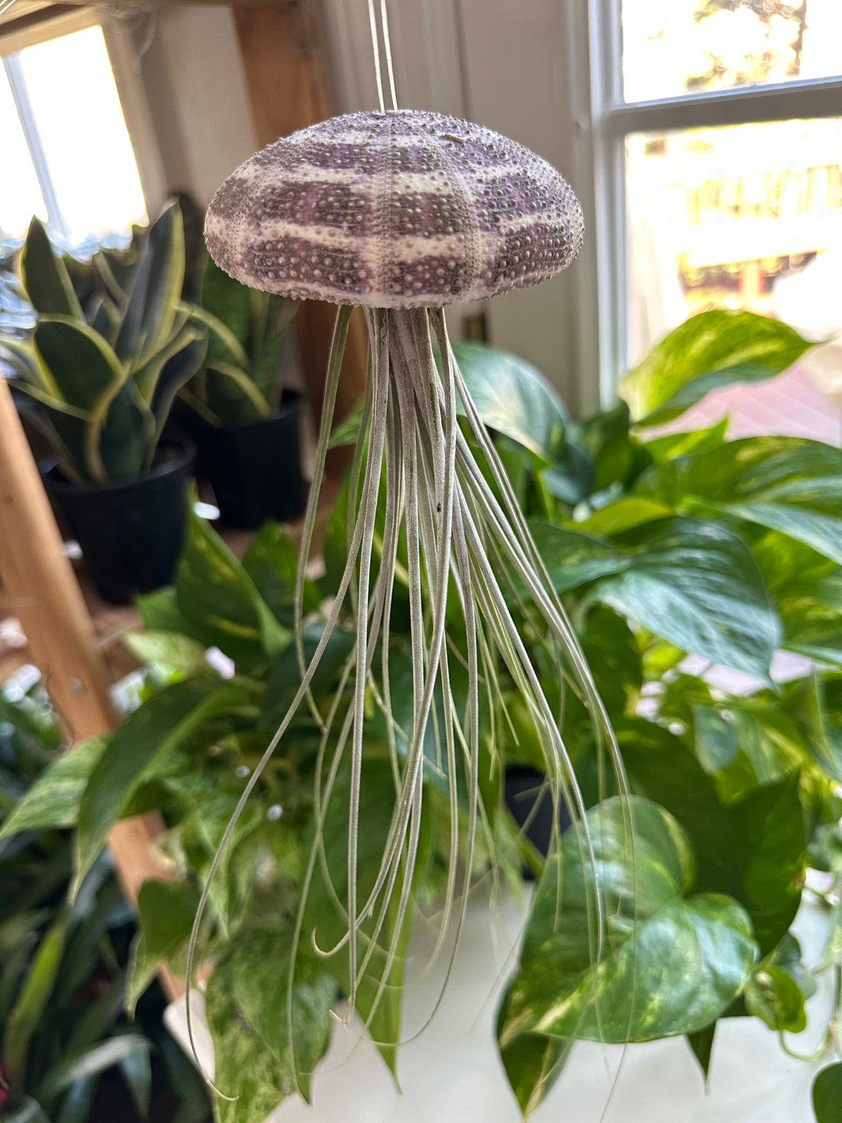 Georgia Air Plant Jellyfish