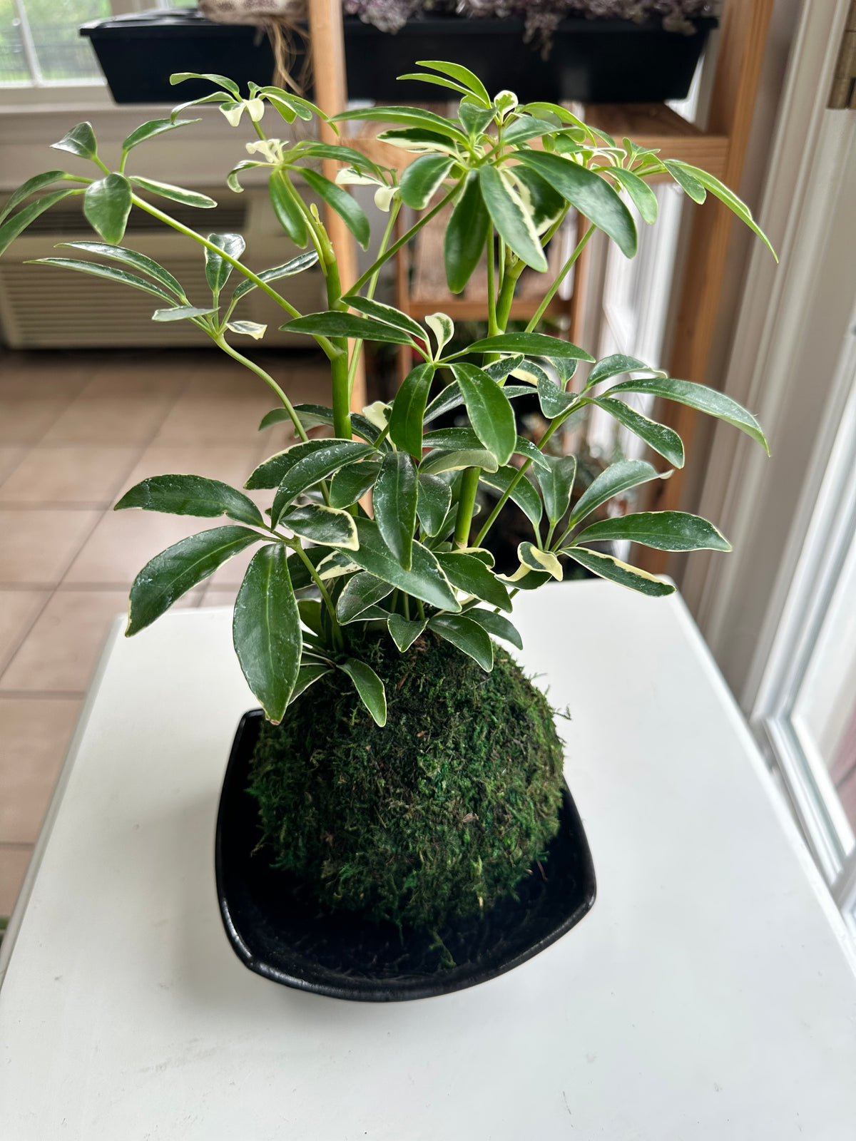 Variegated Schflerra Kokedama