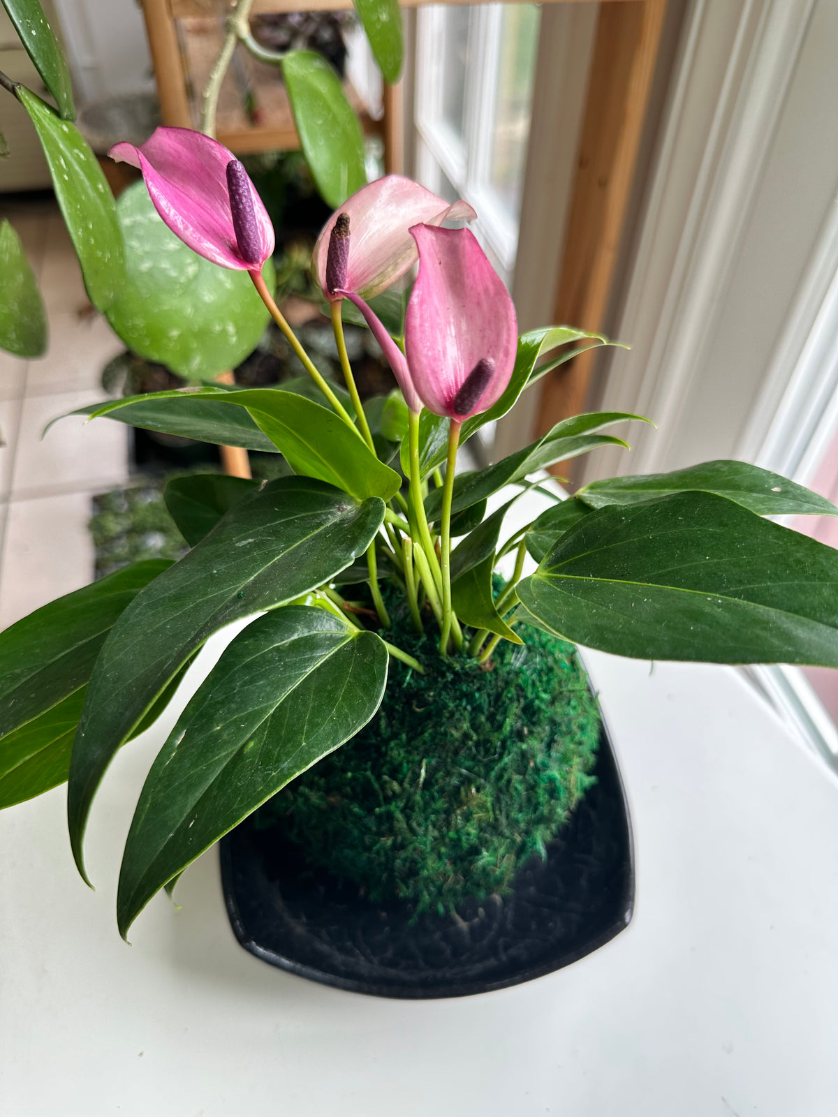 Lilac "Flamingo Flower" Anthurium Kokedama Japanese Moss Ball