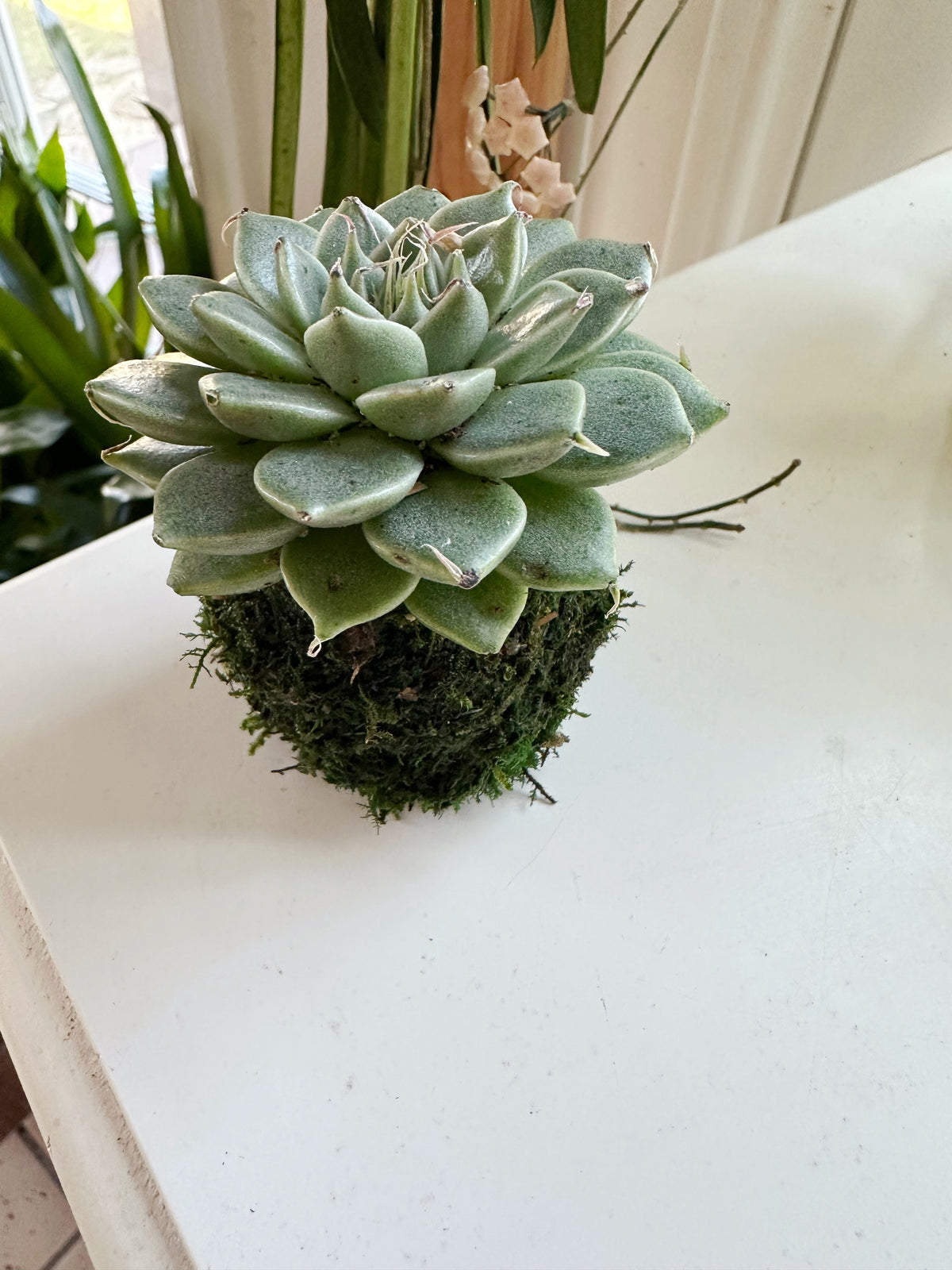 Mini Echeveria Kokedama Japanese Moss Ball