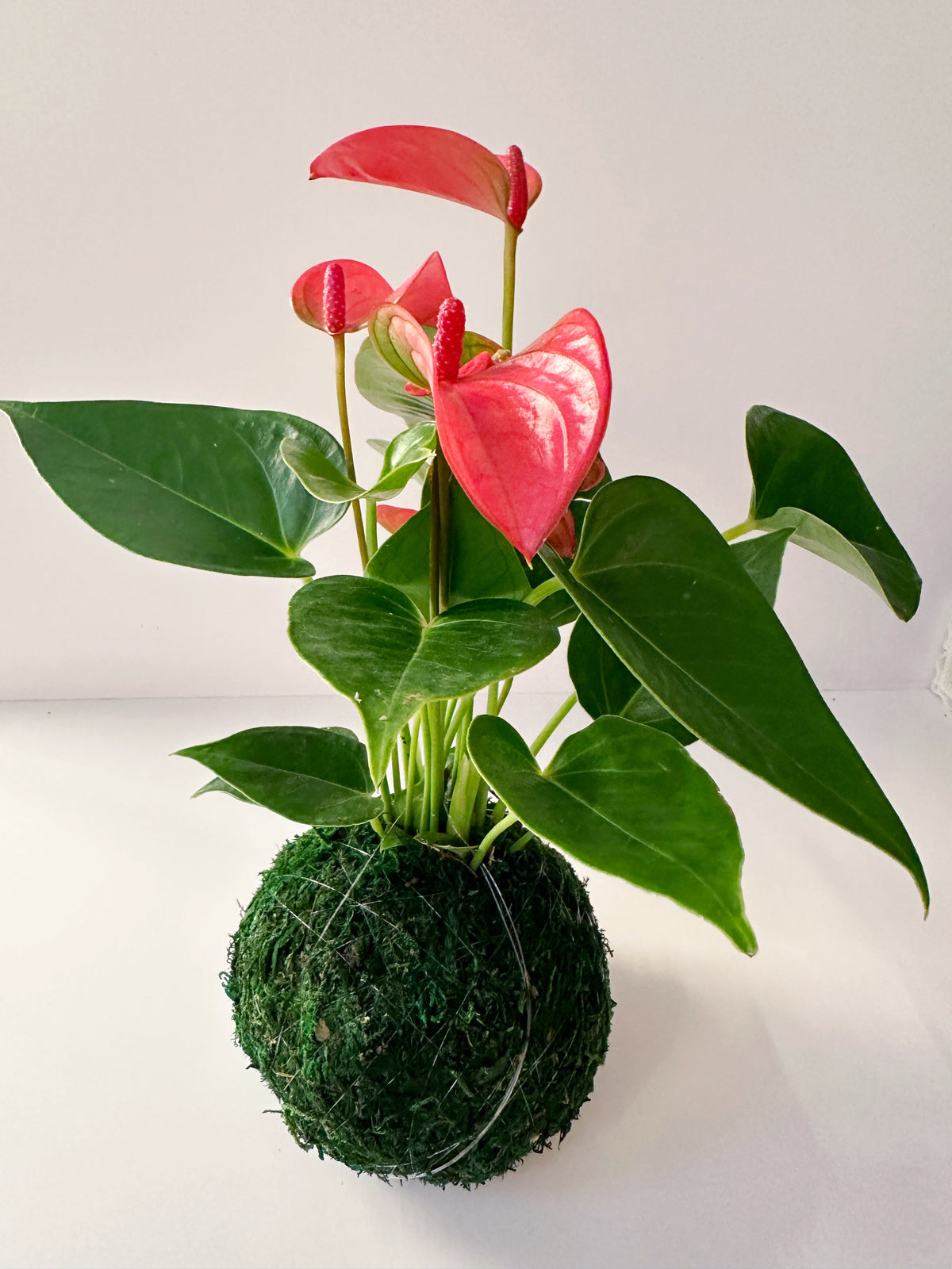 Coral "Flaming Flower" Anthurium Kokedama Japanese Moss Ball