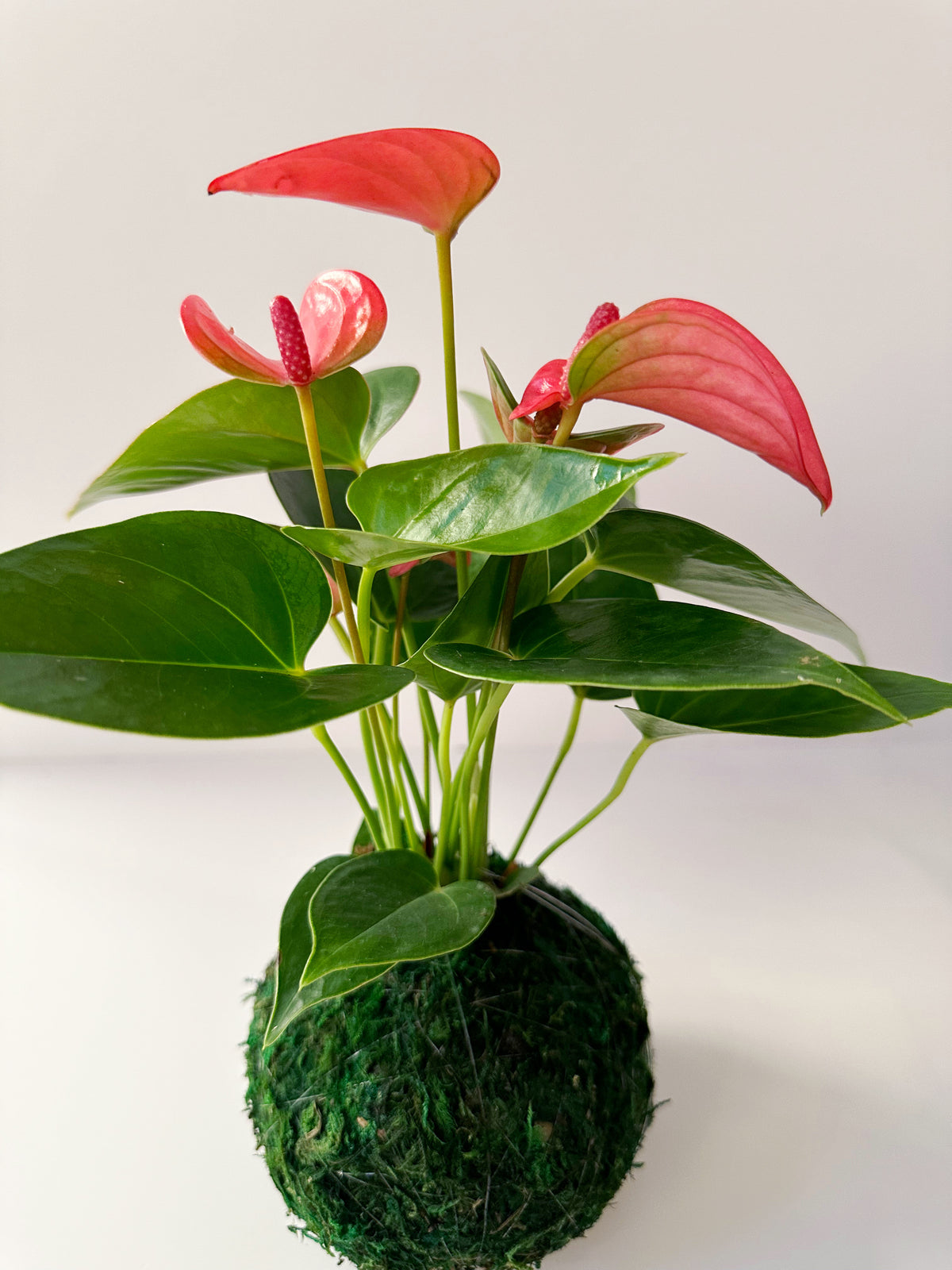 Coral "Flaming Flower" Anthurium Kokedama Japanese Moss Ball