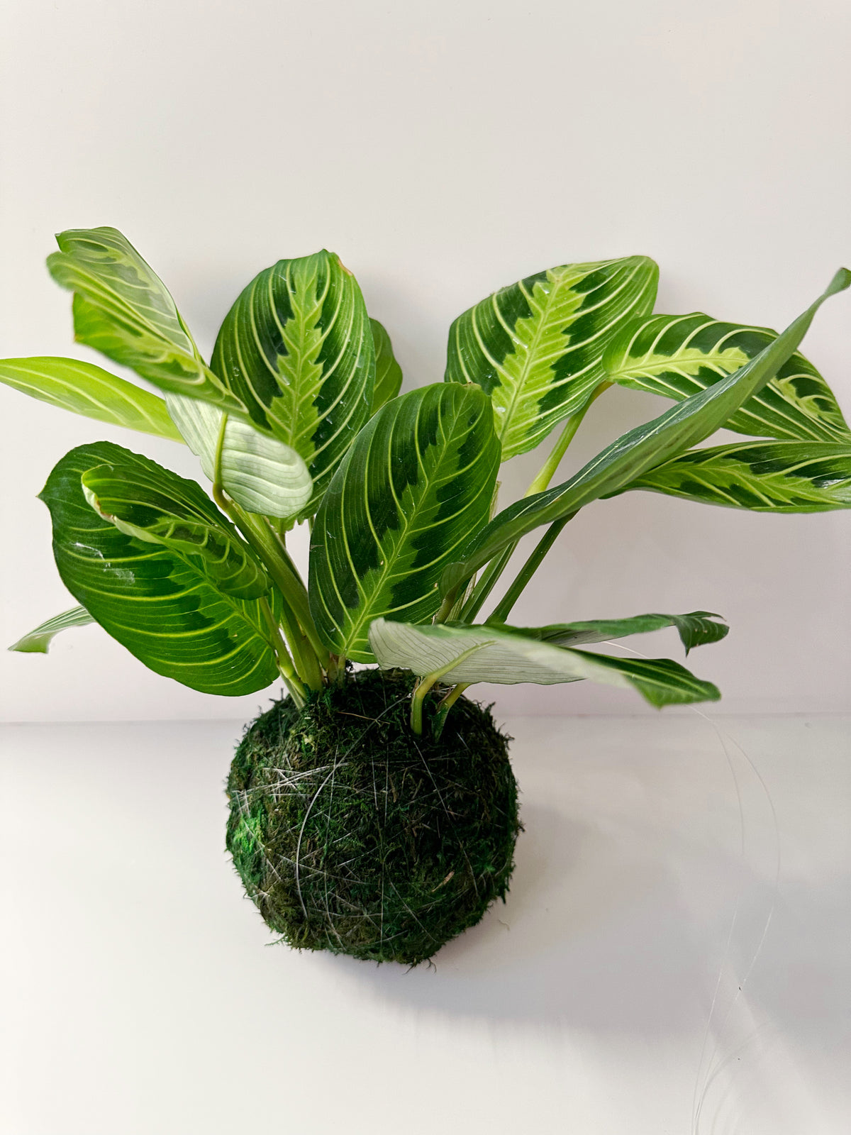 Palla Di Muschio Kokedama In Schiuma | Vaso Sospenso Per Bonsai E Succulente | Decorazione Verde Per Piante 6-15 Cm