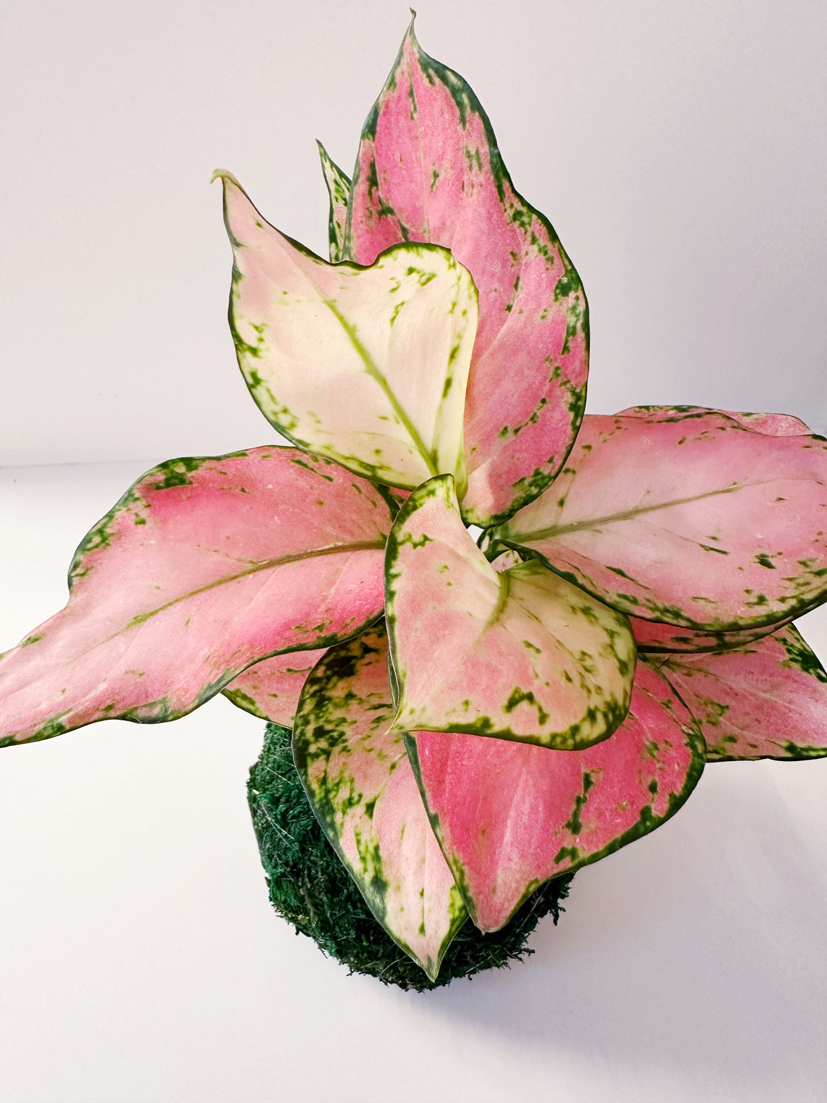 Pink Aglaonema Kokedama Japanese Moss Ball