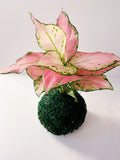 Pink Aglaonema Kokedama Japanese Moss Ball