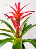 Bromeliad Kokedama Japanese Moss Ball